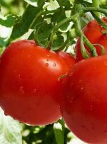 عملیات برداشت گوجه فرنگی از مزارع و باغات کشاورزی خوزستان آغاز شد