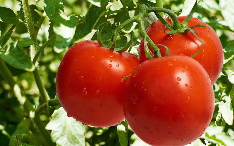 عملیات برداشت گوجه فرنگی از مزارع و باغات کشاورزی خوزستان آغاز شد