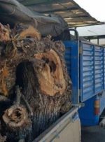 کشف بیش از ۱۰ تُن چوب قاچاق جنگلی غیرمجاز در شهرستان بهبهان