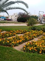 کاشت ۵هزار گل فصلی در میدان امام خمینی «ره» بندر ماهشهر