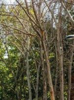 جوابیه شهرداری بندرماهشهر درخصوص قطع تعدادی از درختان منطقه دو