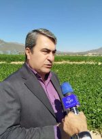 برنامه ریزی برای گسترش مبارزه بیولوژیک به ۱۳ هزار هکتار از باغات و مزارع استان کهگیلویه و بویراحمد/کاهش ۷۰ درصدی سمپاشی شیمیایی با استفاده از زنبور براکون