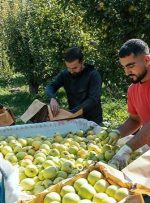 آغاز برداشت سیب از ۶۲۰۰ هکتار باغات کهگیلویه و بویراحمد/ سهم ۱۳۰ هزار تنی سیب کهگیلویه و بویراحمد در سبد میوه کشور