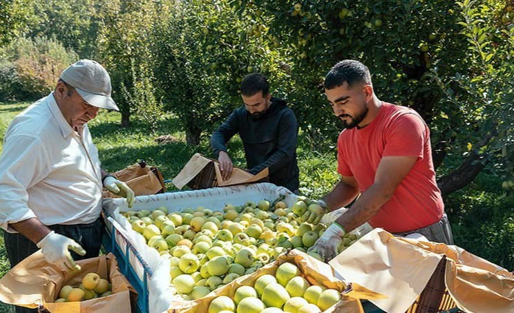 آغاز برداشت سیب از ۶۲۰۰ هکتار باغات کهگیلویه و بویراحمد/ سهم ۱۳۰ هزار تنی سیب کهگیلویه و بویراحمد در سبد میوه کشور