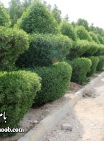 همکاری سه‌جانبه برای مقابله با توسعه گیاه مهاجم ” مورد آمریکایی” در خرمشهر و جزیره مینو