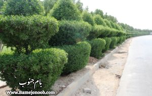 همکاری سهجانبه برای مقابله با توسعه گیاه مهاجم ” مورد آمریکایی” در خرمشهر و جزیره مینو همکاری سهجانبه برای مقابله با توسعه گیاه مهاجم ” مورد آمریکایی” در خرمشهر و جزیره مینو